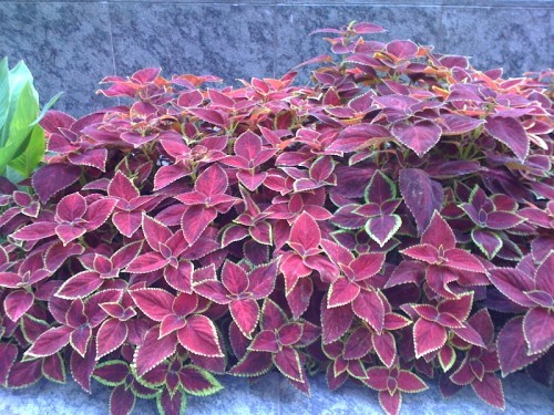 Apple iPhone 3G－評分：4/5