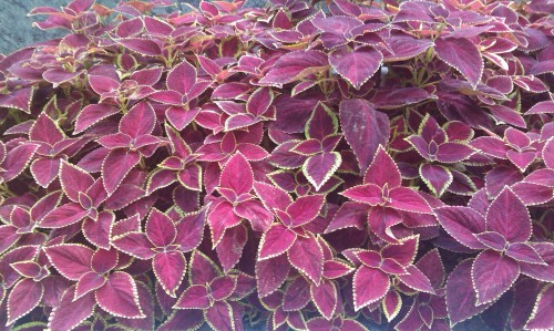 HTC Touch HD－評分：4.5/5