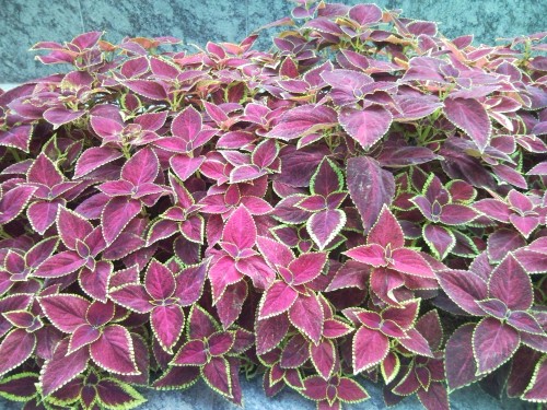 Samsung Omnia i908－評分：5/5