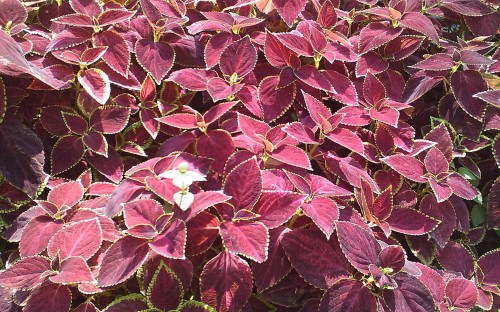 Sony Ericsson Xperia X1－評分：4/5