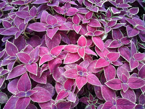 正常自動模式,自動白平衡偵測(拍攝日為陰天,下午 3 時左右),使用像素:320 萬 正常自動模式,自動白平衡偵測(拍攝日為陰天,下午 3 時左右),使用像素:320 萬