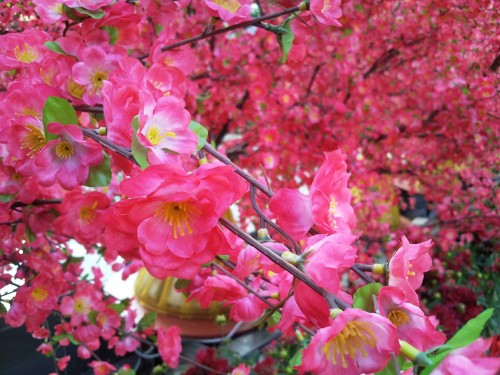 Samsung Pixon M8800H