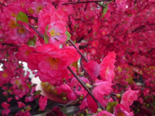 Sony-Ericsson Cyber-Shot C905